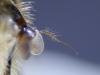Eristalis nemorum